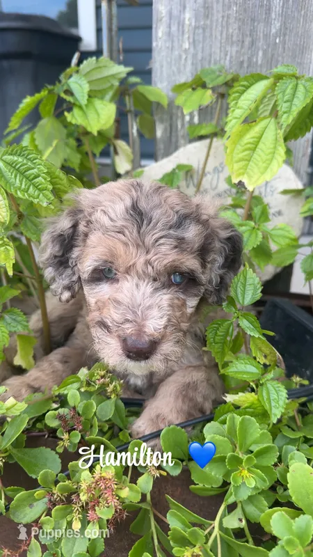 Hamilton – Miniature Goldendoodle puppy for sale in Arpin, WI