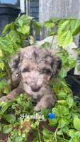 Hamilton, a male Miniature Goldendoodle for sale in Arpin, WI – 1 of 1