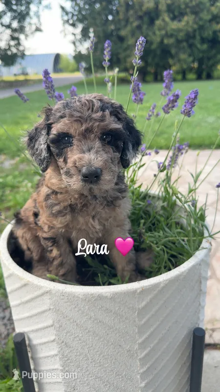 Lara – Miniature Goldendoodle puppy for sale in Arpin, WI