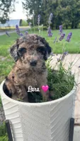 Lara, a female Miniature Goldendoodle for sale in Arpin, WI – 1 of 1