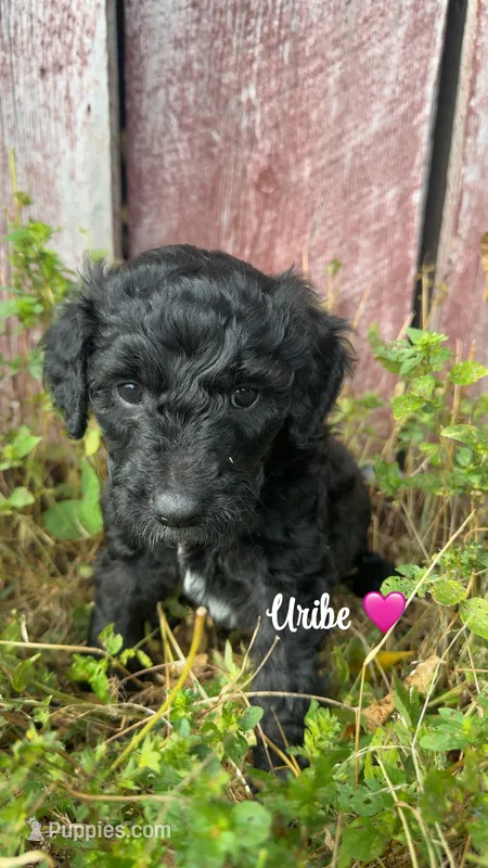 Uribe – Miniature Goldendoodle puppy for sale in Arpin, WI