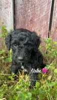 Uribe, a female Miniature Goldendoodle for sale in Arpin, WI – 1 of 1