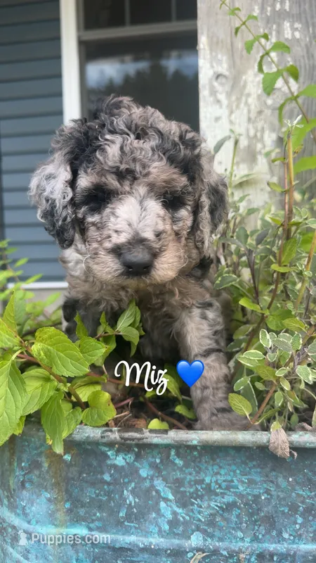 Miz – Miniature Goldendoodle puppy for sale in Arpin, WI