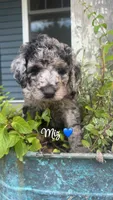 Miz, a male Miniature Goldendoodle for sale in Arpin, WI – 1 of 1