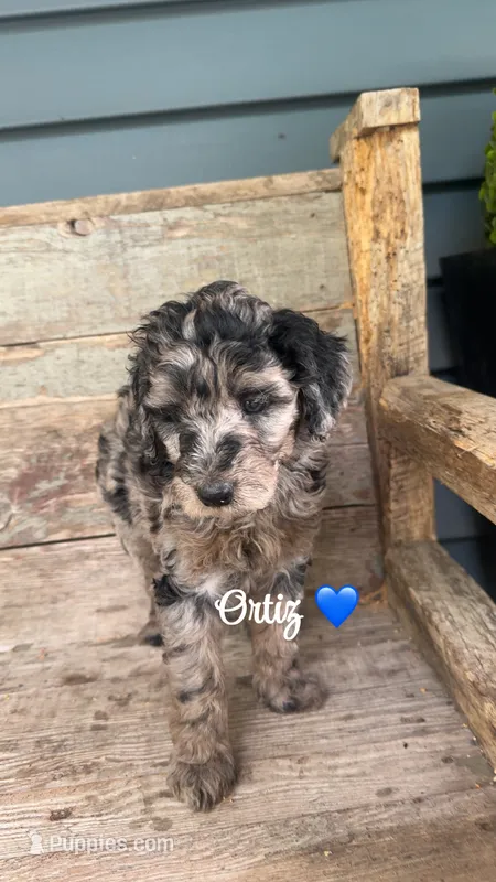 Ortiz – Miniature Goldendoodle puppy for sale in Arpin, WI
