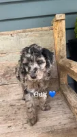 Ortiz, a male Miniature Goldendoodle for sale in Arpin, WI – 1 of 1