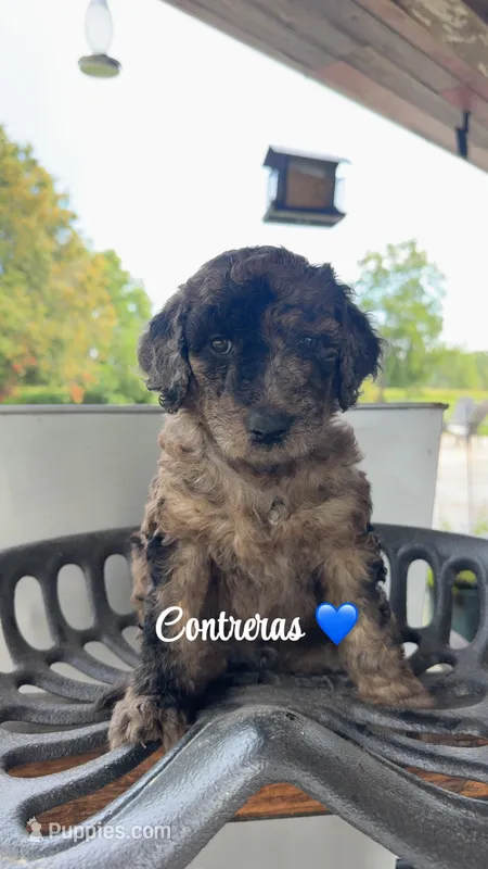 Contreras – Miniature Goldendoodle puppy for sale in Arpin, WI