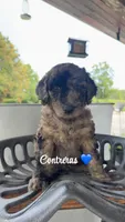 Contreras, a male Miniature Goldendoodle for sale in Arpin, WI – 1 of 1