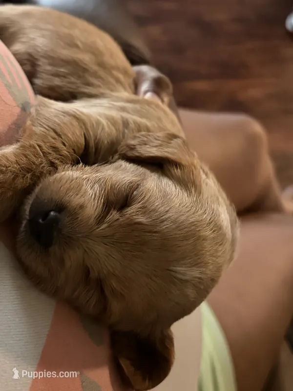 Baby – Cavapoo puppy for sale in Akron, OH
