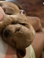Baby, a male Cavapoo for sale in Akron, OH – 1 of 2