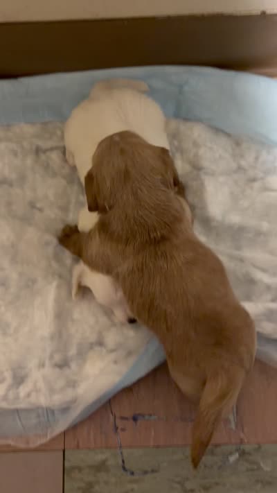 Baby, a male Cavapoo for sale in Akron, OH – 2 of 2