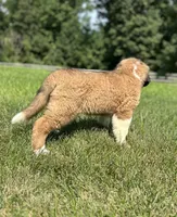 Brandy AKC, a female Saint Bernard for sale in Morgantown, PA – 2 of 5