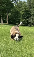 Gwen, a female Saint Bernard for sale in Morgantown, PA – 2 of 4