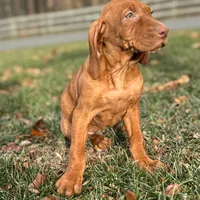 Val, a female Vizsla for sale in Morgantown, PA – Photo 1 of 3