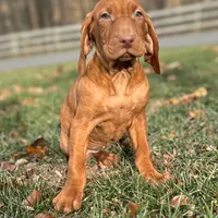 Val, a female Vizsla for sale in Morgantown, PA – Photo 2 of 3