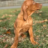 Val, a female Vizsla for sale in Morgantown, PA – Photo 3 of 3