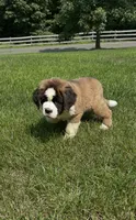 Brandy AKC, a female Saint Bernard for sale in Morgantown, PA – 3 of 5