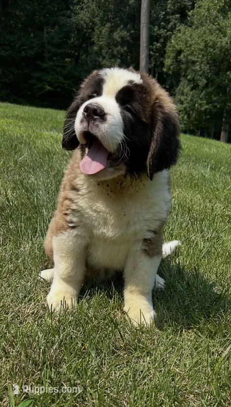Brandy AKC – Saint Bernard puppy for sale in Morgantown, PA