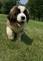 Brandy AKC, a female Saint Bernard for sale in Morgantown, PA – 4 of 5
