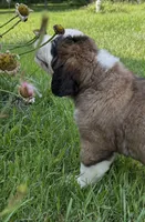 Gwen, a female Saint Bernard for sale in Morgantown, PA – 3 of 4