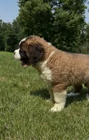 Brandy AKC, a female Saint Bernard for sale in Morgantown, PA – 5 of 5