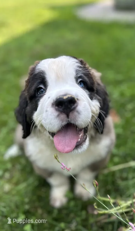 Gwen – Saint Bernard puppy for sale in Morgantown, PA