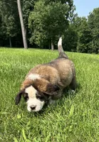 Gwen, a female Saint Bernard for sale in Morgantown, PA – 4 of 4