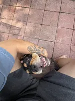 Pudge, a male English Bulldog for sale in Land O Lakes, FL – 5 of 8