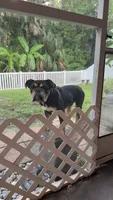 Pudge, a male English Bulldog for sale in Land O Lakes, FL – 3 of 8
