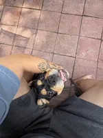 Pudge, a male English Bulldog for sale in Land O Lakes, FL – 7 of 8