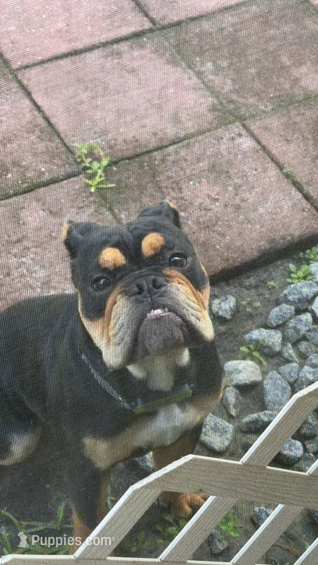Pudge – English Bulldog puppy for sale in Land O Lakes, FL