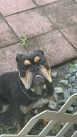 Pudge, a male English Bulldog for sale in Land O Lakes, FL – 1 of 8