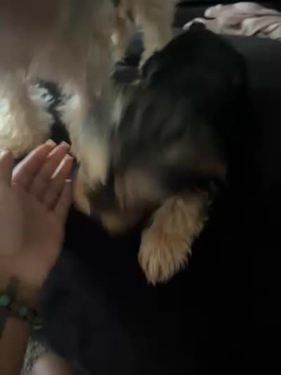 Milo, a male Yorkshire Terrier for sale in Clarendon Hills, IL – 2 of 2