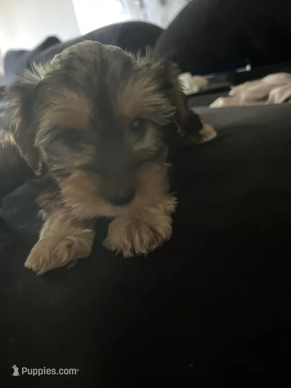 Milo – Yorkshire Terrier puppy for sale in Clarendon Hills, IL