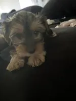 Milo, a male Yorkshire Terrier for sale in Clarendon Hills, IL – 1 of 2