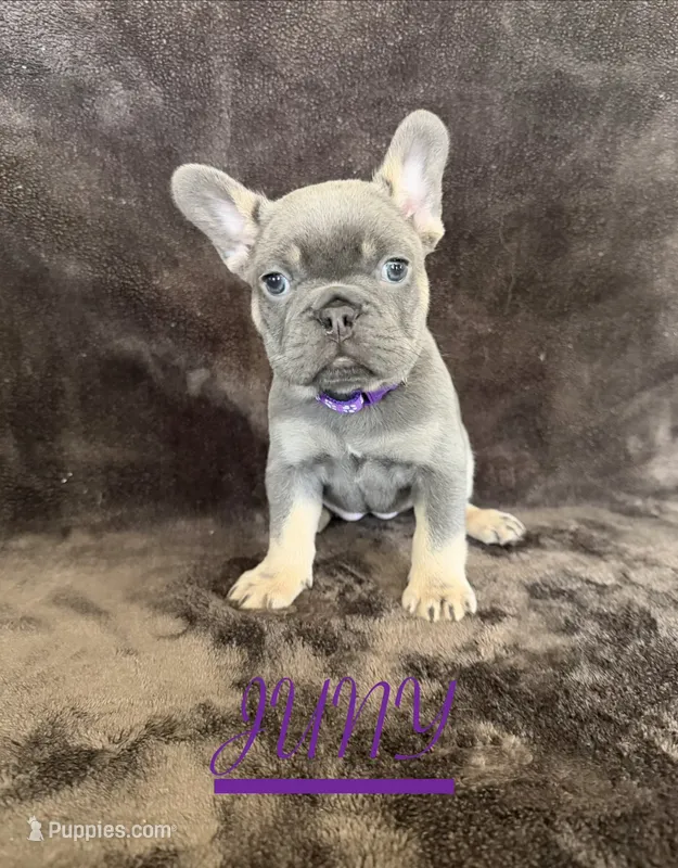 JUNY  – French Bulldog puppy for sale in Escondido, CA