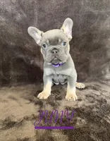JUNY , a female French Bulldog for sale in San Diego, CA – 1 of 7