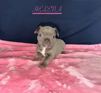 HELENA, a female French Bulldog for sale in Fountain, CO – 1 of 4