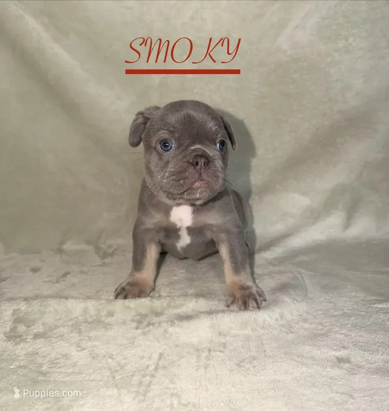 SMOKY – French Bulldog puppy for sale in Colorado Springs, CO