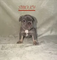 SMOKY, a female French Bulldog for sale in Colorado Springs, CO – 1 of 6