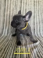 KUMA (Colorado), a female French Bulldog for sale in Oceanside, CA – 3 of 8