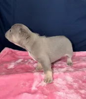 SMOKY, a female French Bulldog for sale in Fountain, CO – 2 of 4