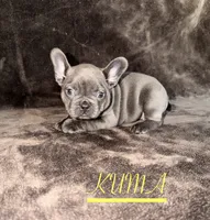 KUMA , a female French Bulldog for sale in Denver, CO – 2 of 7