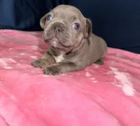 HELENA, a female French Bulldog for sale in Fountain, CO – 2 of 4
