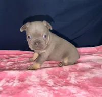 JUNY , a female French Bulldog for sale in Fountain, CO – 3 of 3