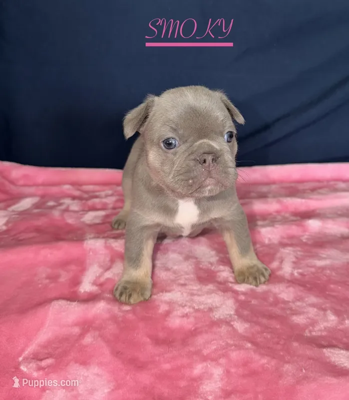 SMOKY – French Bulldog puppy for sale in Fountain, CO