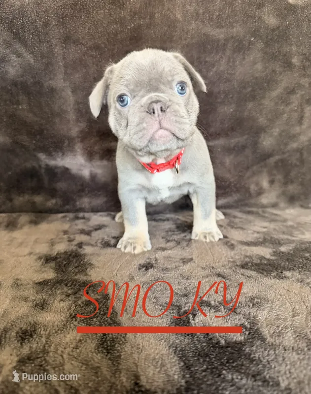 SMOKY – French Bulldog puppy on hold in San Diego, CA