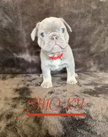 SMOKY, a female French Bulldog for sale in Denver, CO – 1 of 7