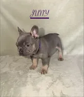 JUNY , a female French Bulldog for sale in Colorado Springs, CO – 2 of 6