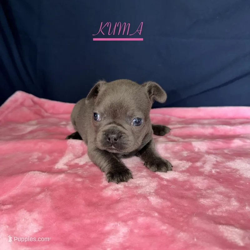 KUMA  – French Bulldog puppy for sale in Fountain, CO